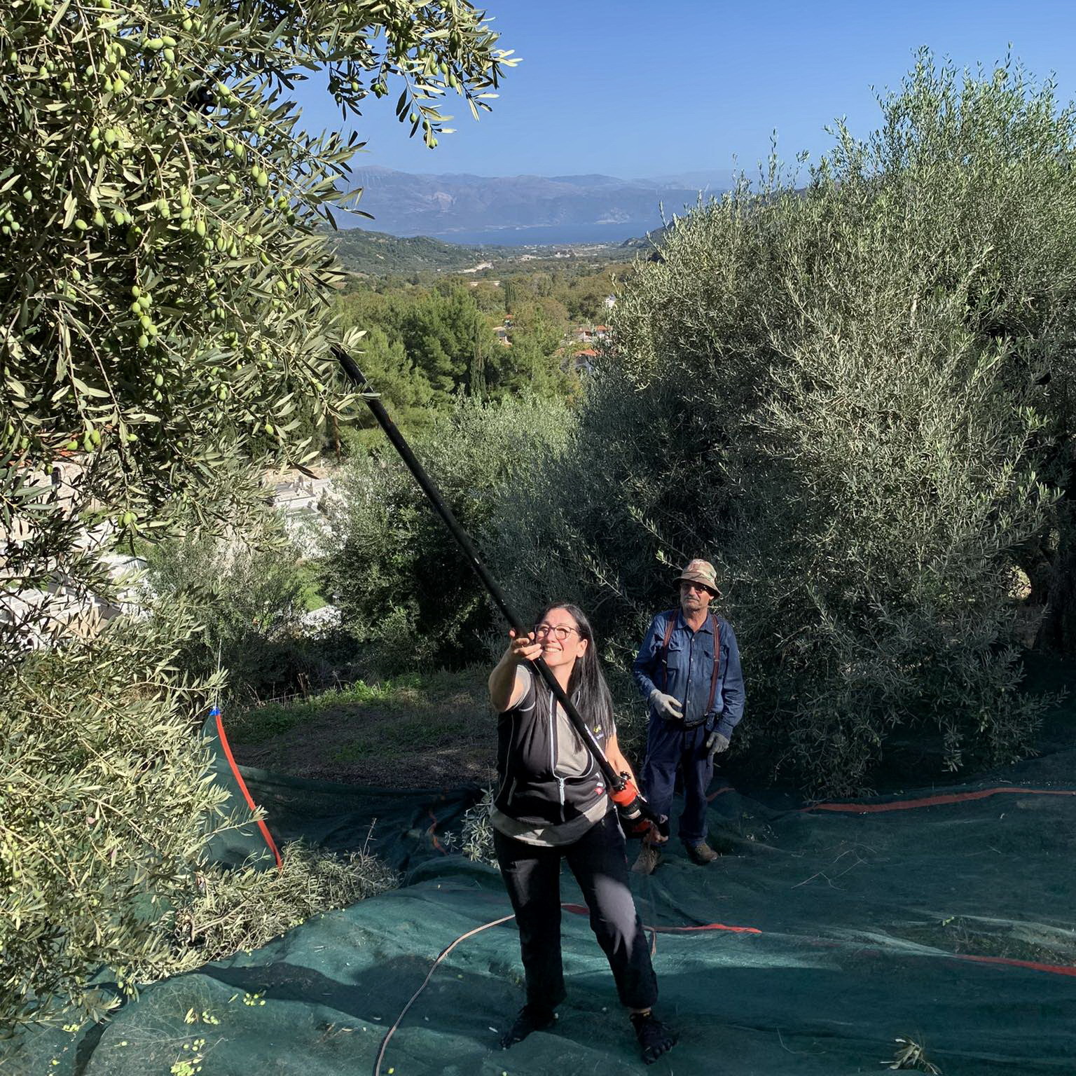 Behutsames Auskämmen der Oliven im Hain von Familie Luppi