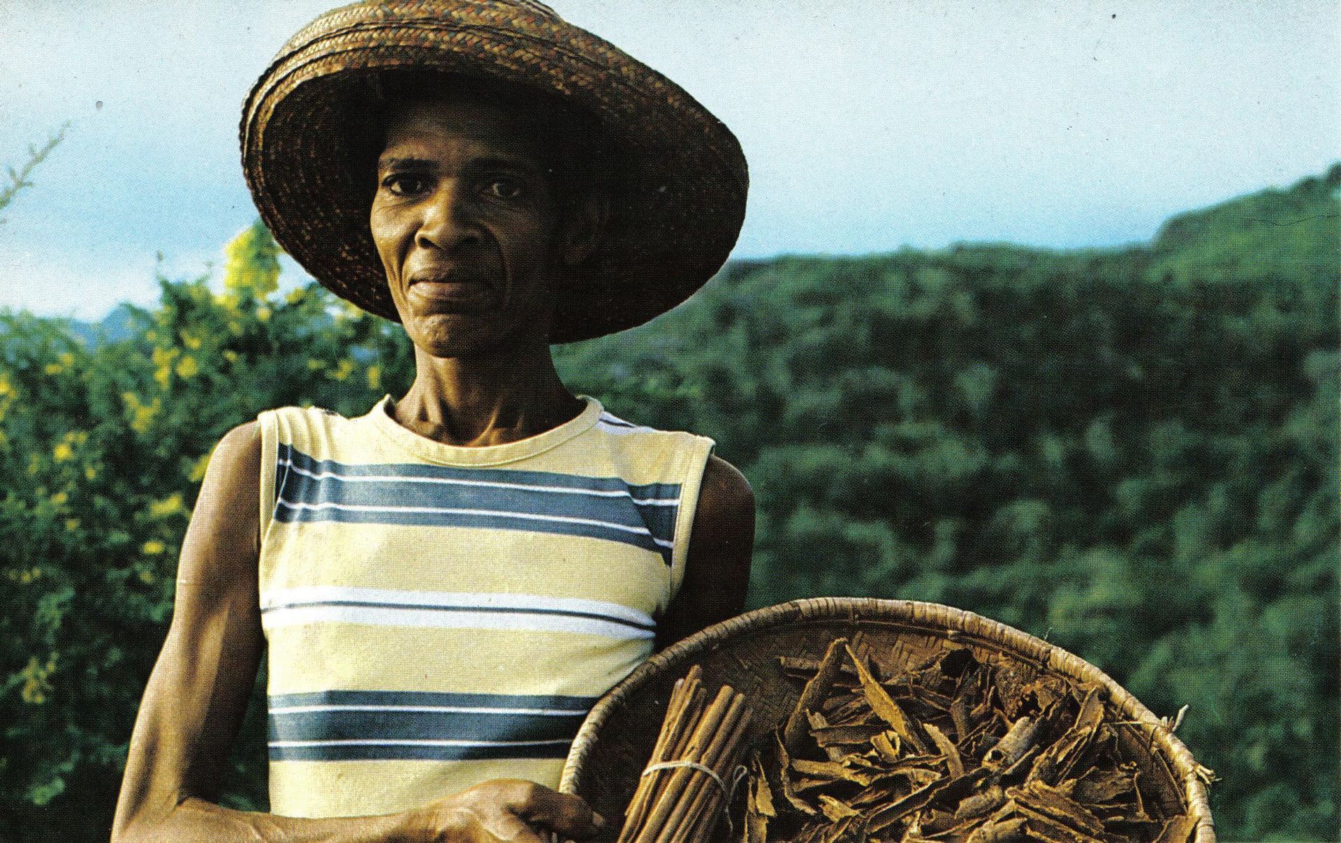 1920px-Cinnamon_quill_maker_Seychelles